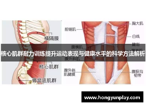 核心肌群耐力训练提升运动表现与健康水平的科学方法解析